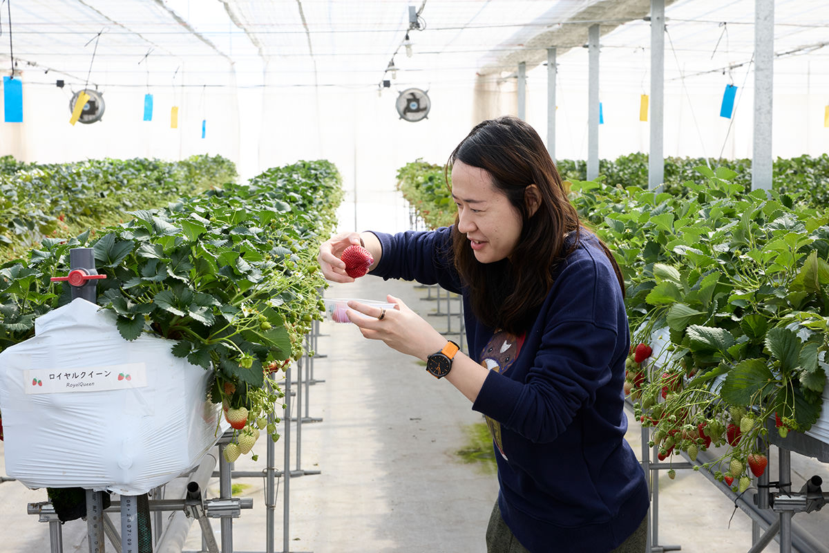 Takuminosato Strawberry House