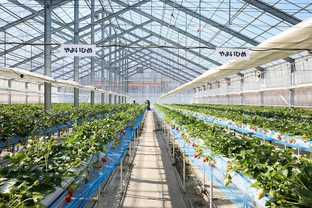Minakami Fruits Land Mogitore