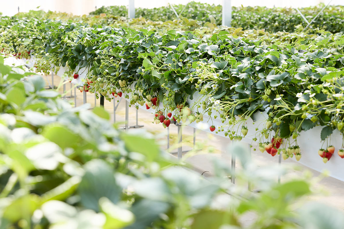 Takuminosato Strawberry House