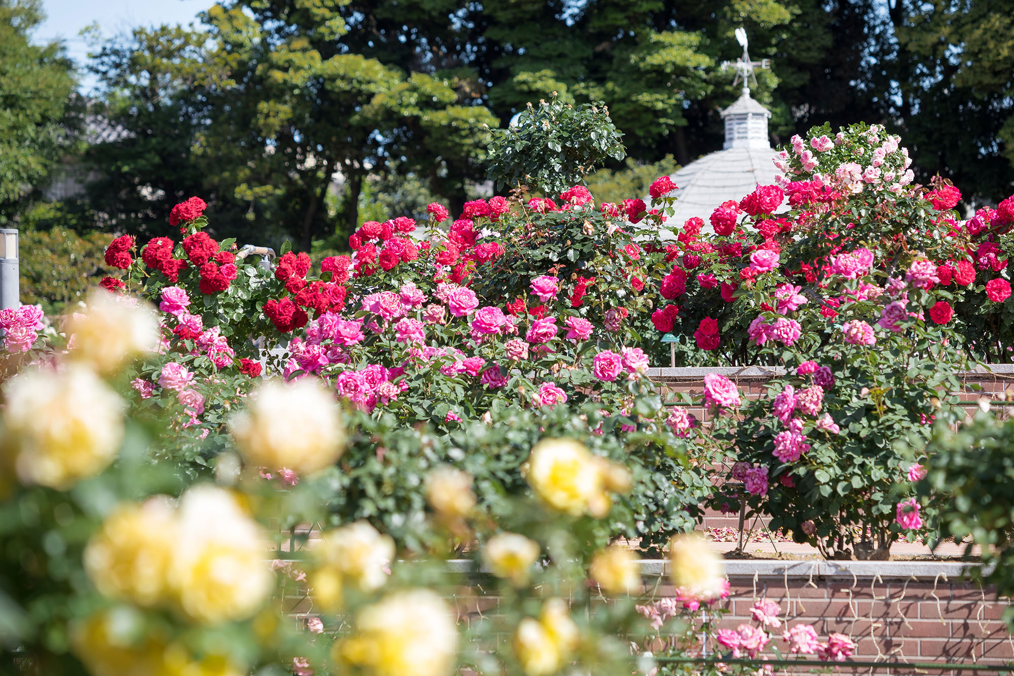 Seasonal flower fields