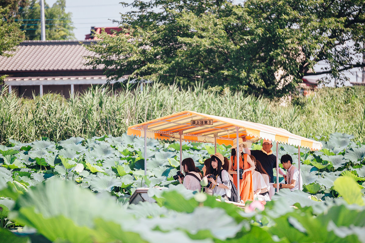 Jonuma Summer Lotus Flower Festival