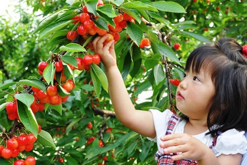 25 Kajitsu no Sato Harada Farm (Agritourism)