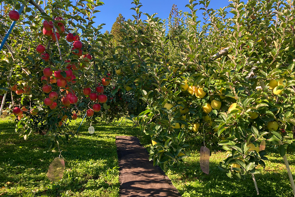 Fruits Garden Glamping Villa Harasawa