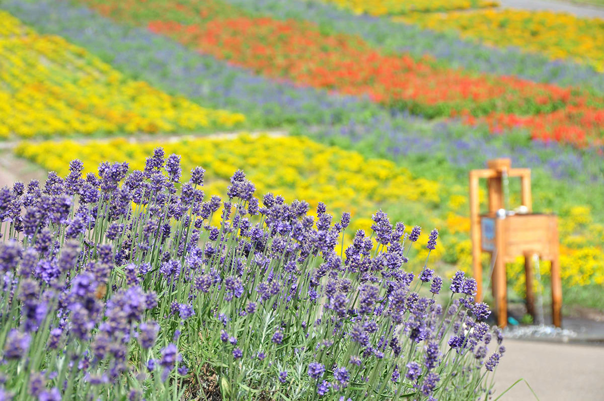 Tambara Lavender Park