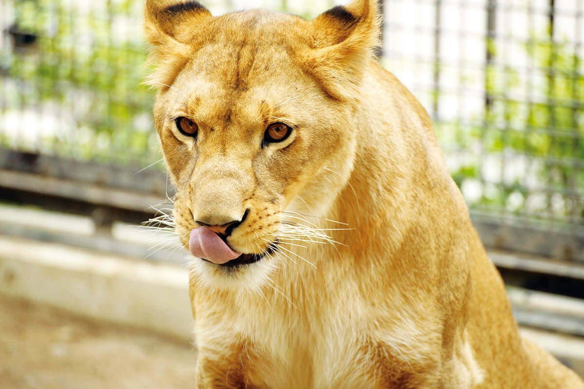 Miraihehabatake Yamada Manufacturing Kiryugaoka Zoo