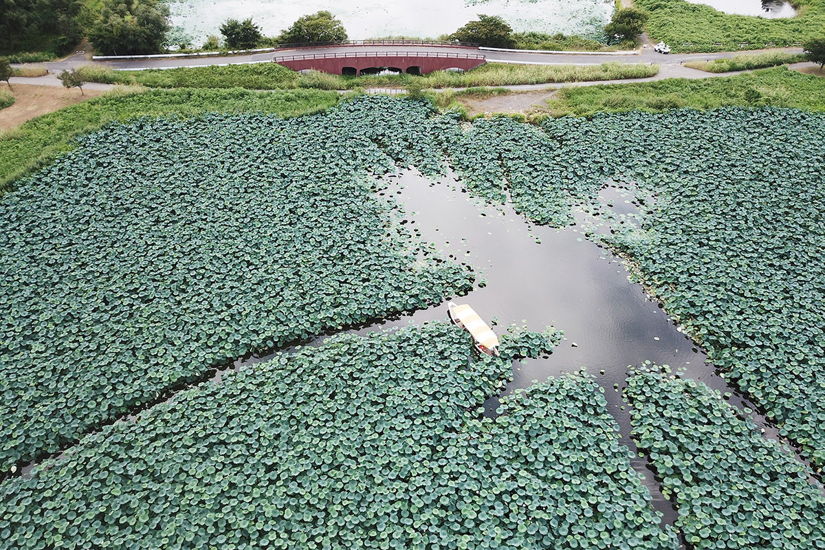 Jonuma Summer Lotus Flower Festival