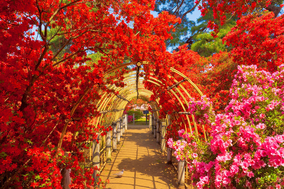 Tsutsujigaoka Park