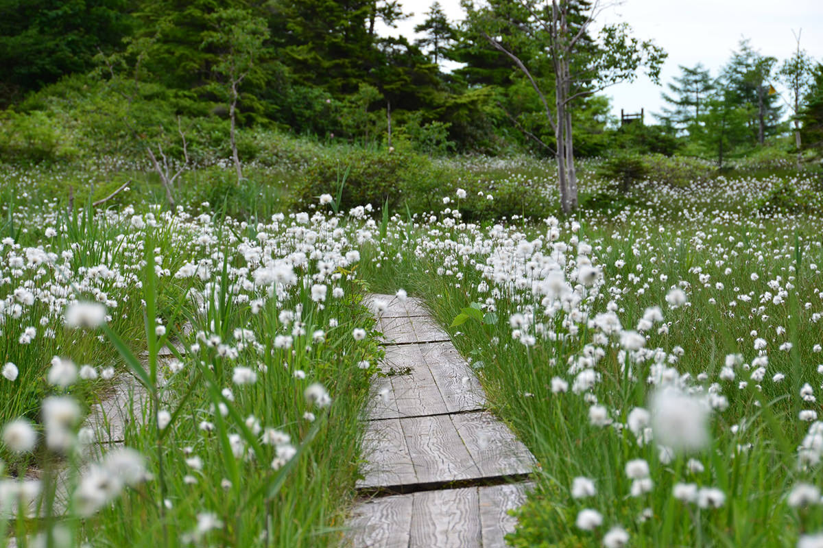 Yoshigadaira Wetlands
