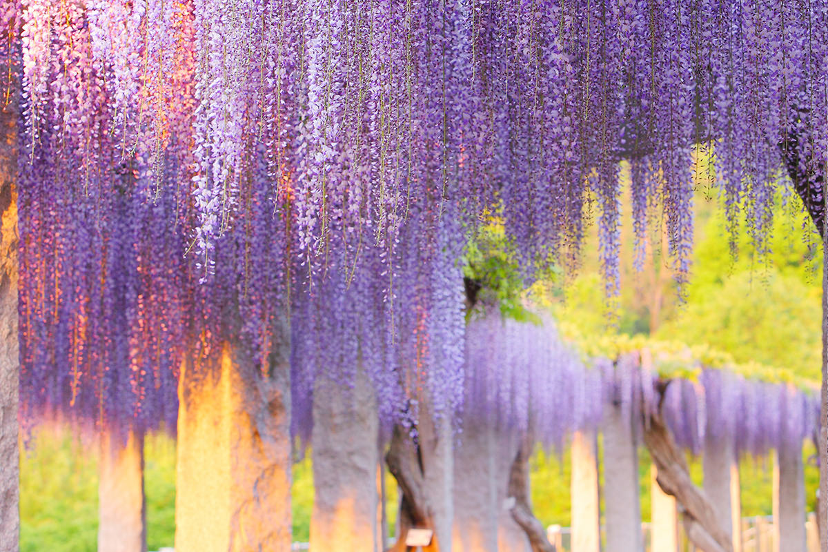 Fujioka Wisteria Festival