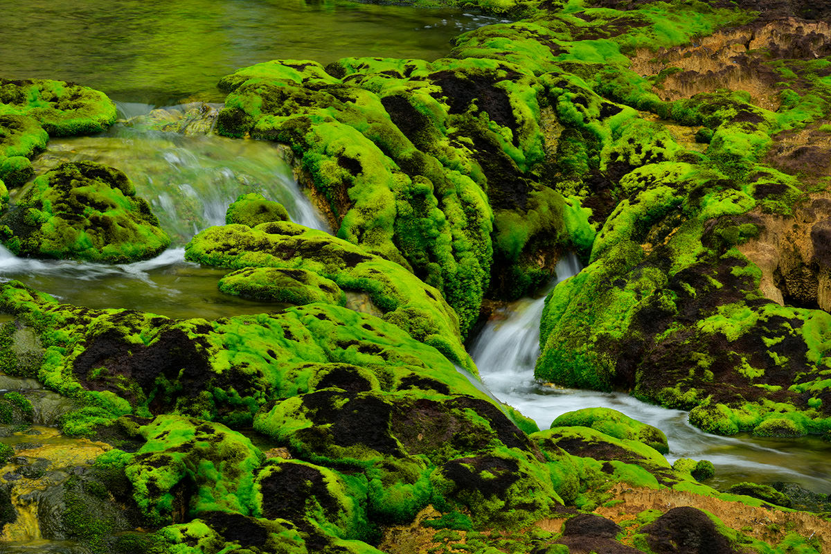 Chatsubomi Moss Park