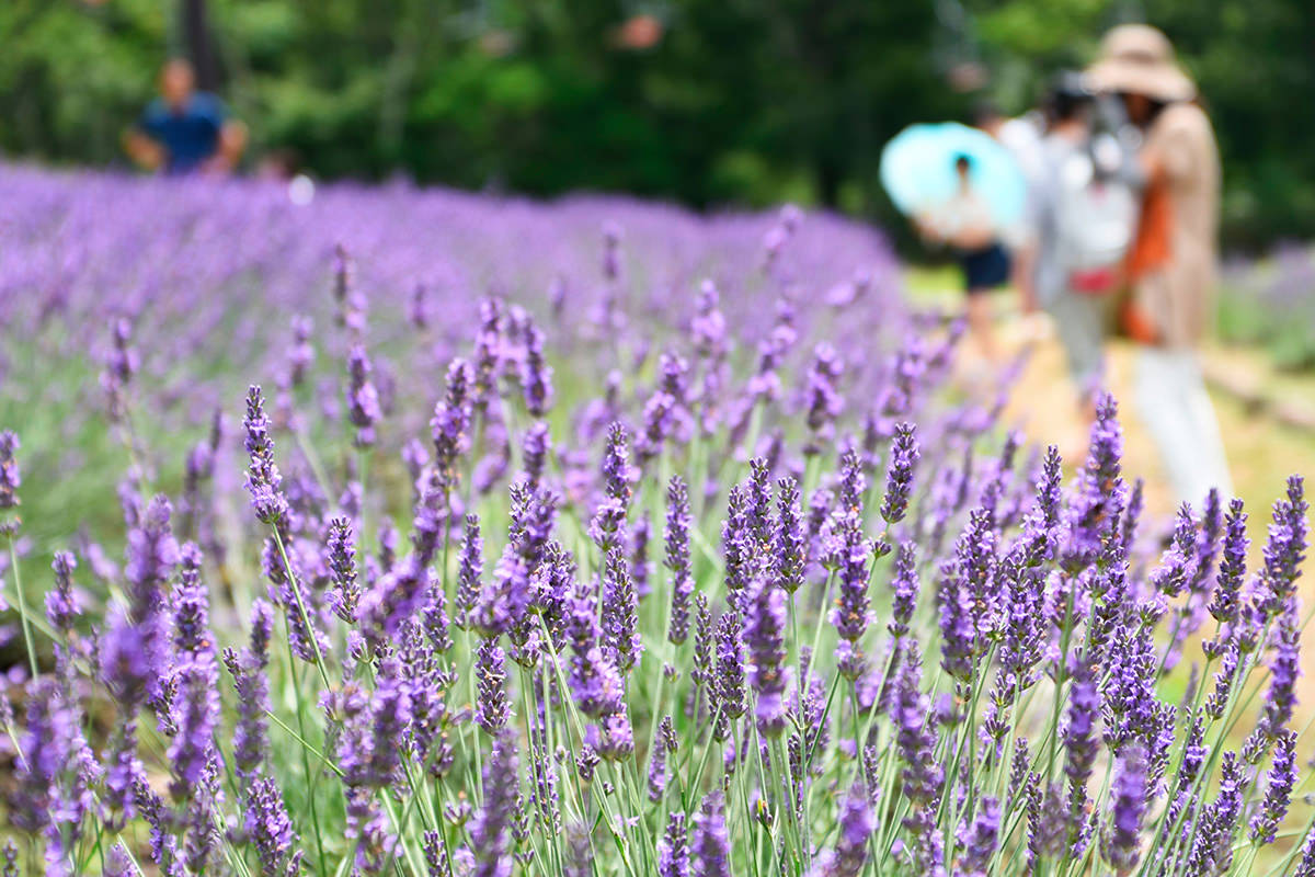 Tambara Lavender Park