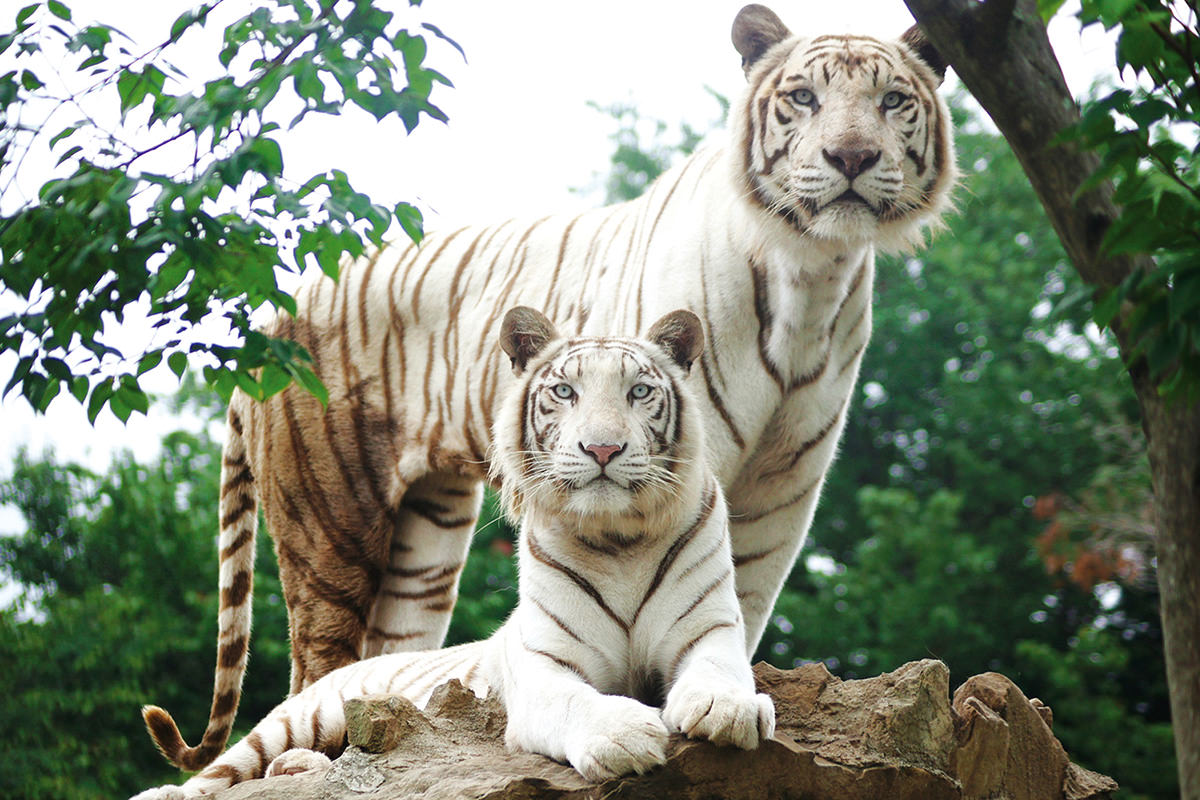 Gunma Safari Park