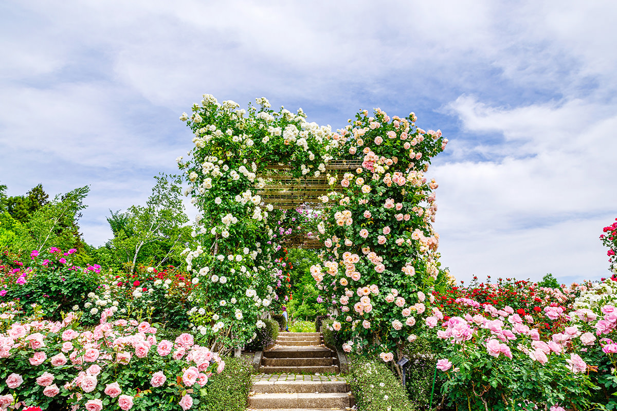 Gunma Flower Park +