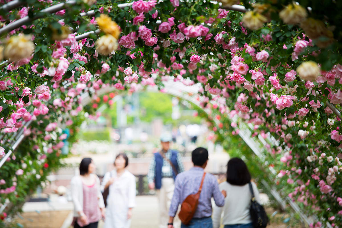 Shikishima Park Kadokura Techno Rose Garden