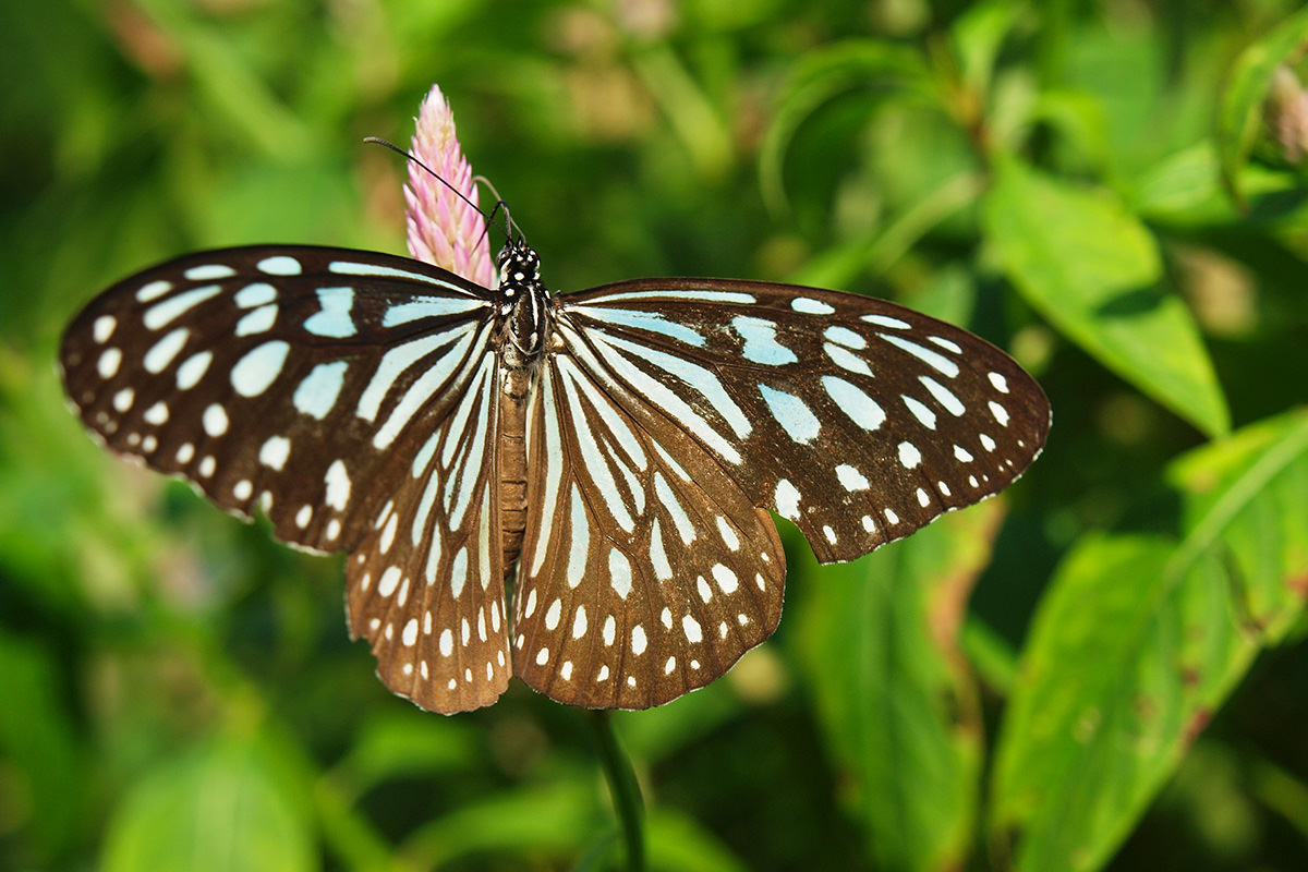 Gunma Insect World