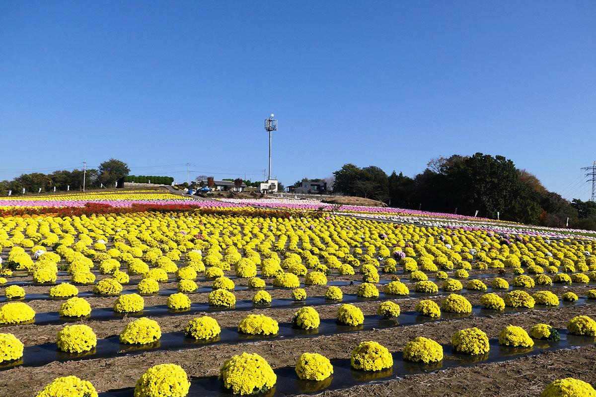 Akabori Small Chrysanthemum Park