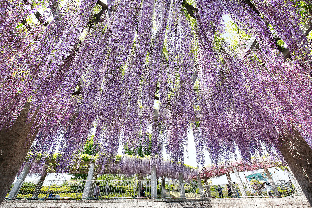 Fuji no Saku Oka
