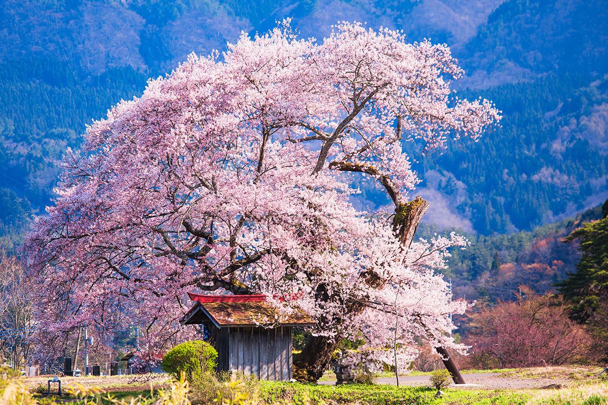 Takuminosato