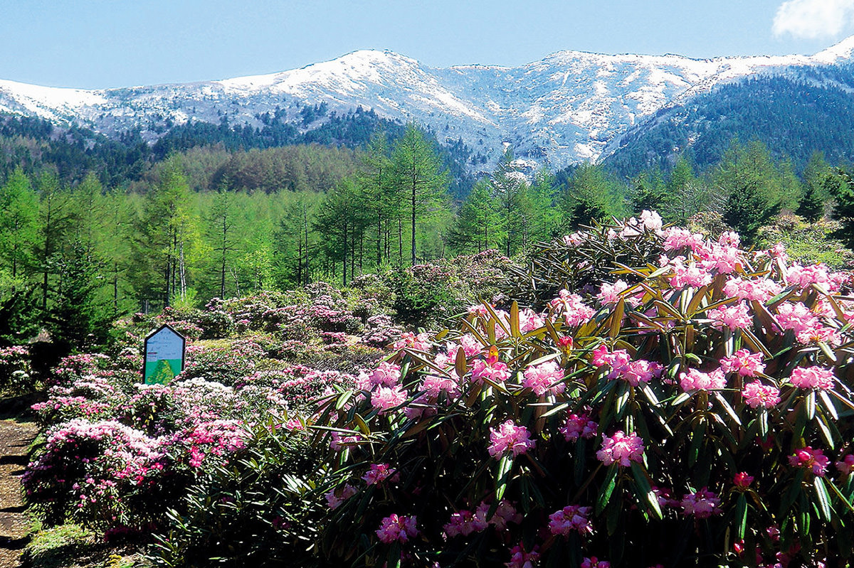 Asama Plateau Rhododendron Festival