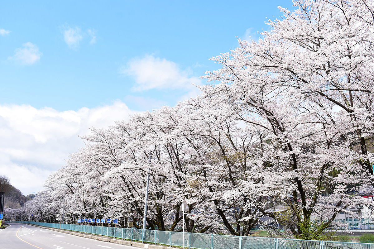 三原的樱花大道