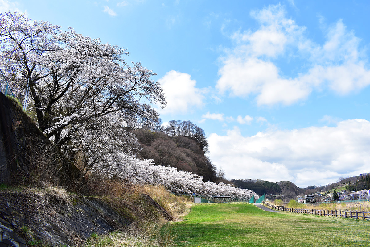 三原的樱花大道