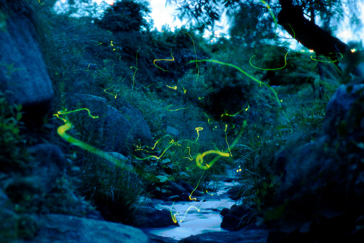 Tsukiyono Firefly Village