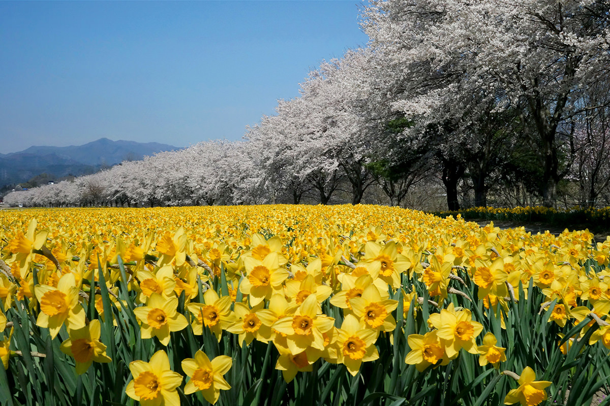 เทศกาลดอกแดฟโฟดิลที่สวนสาธารณะอิวาอิชินซุย