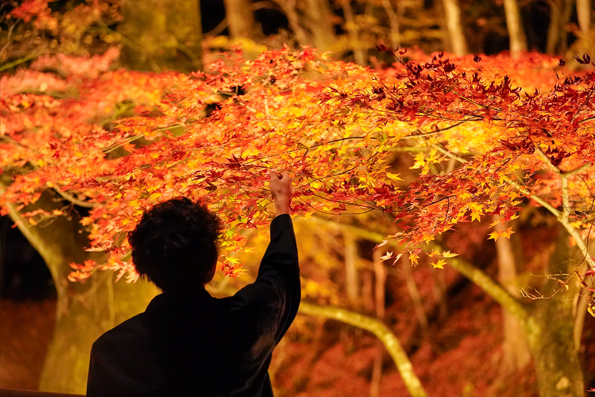 Kajika Bridge Autumn Illumination