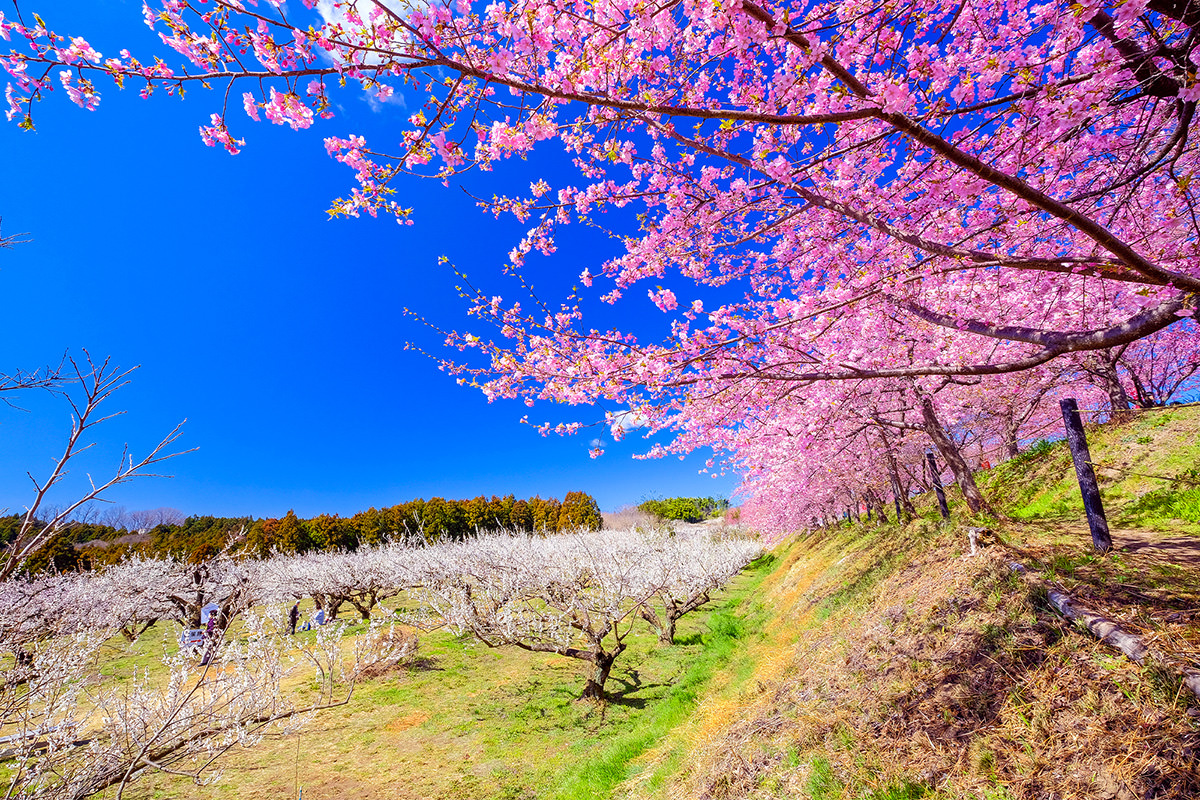 Misato Ume Festival