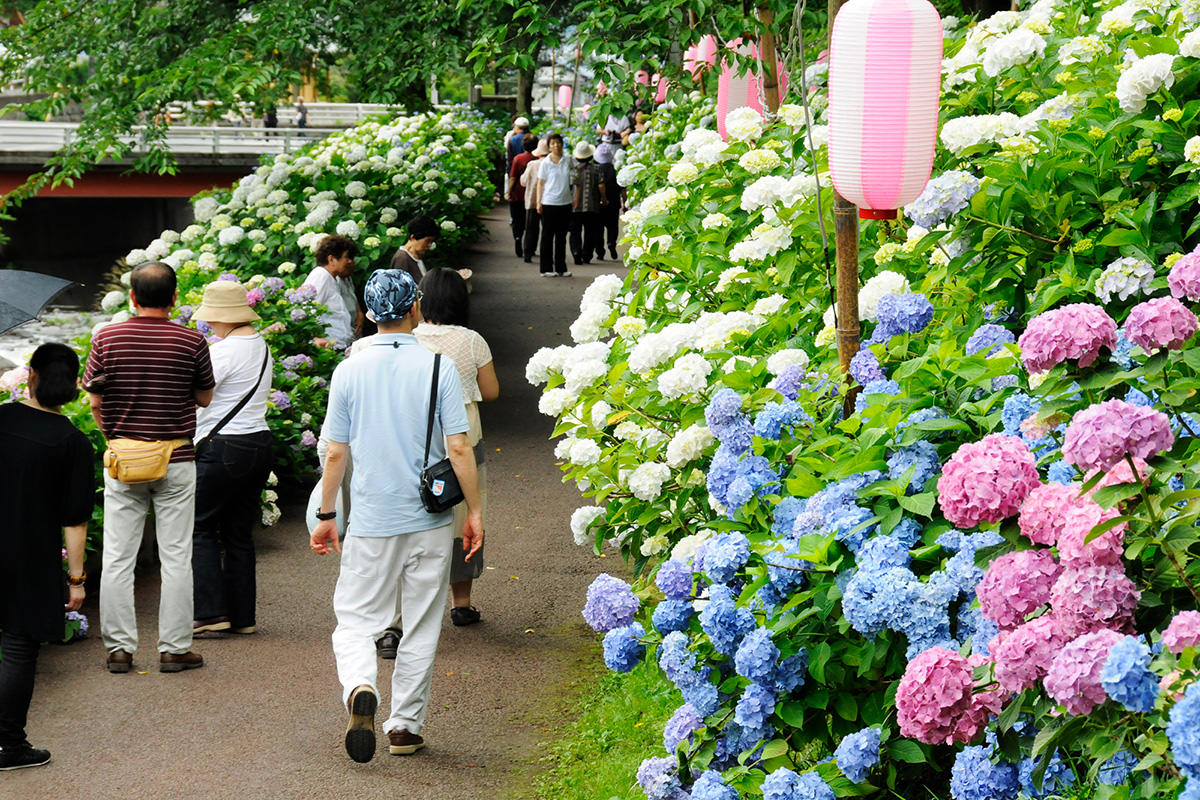小野池绣球花公园 绣球花祭