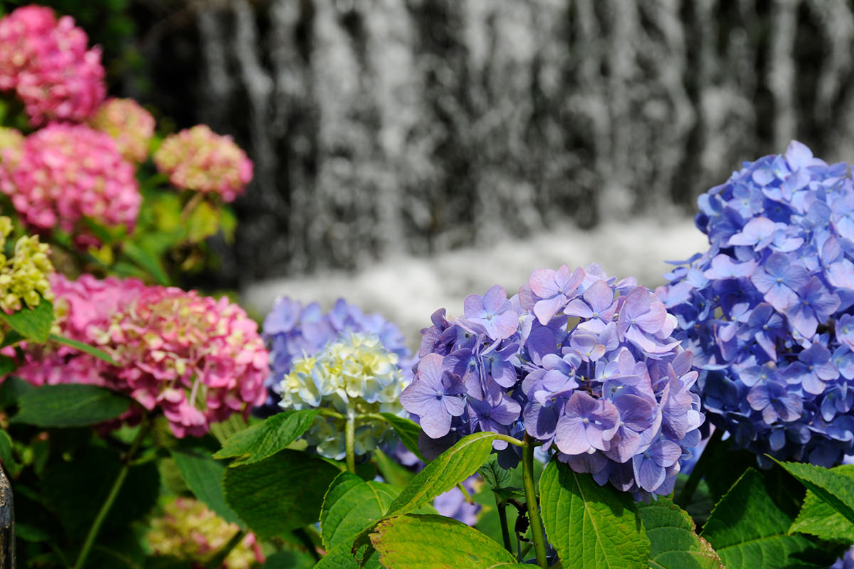 小野池绣球花公园 绣球花祭