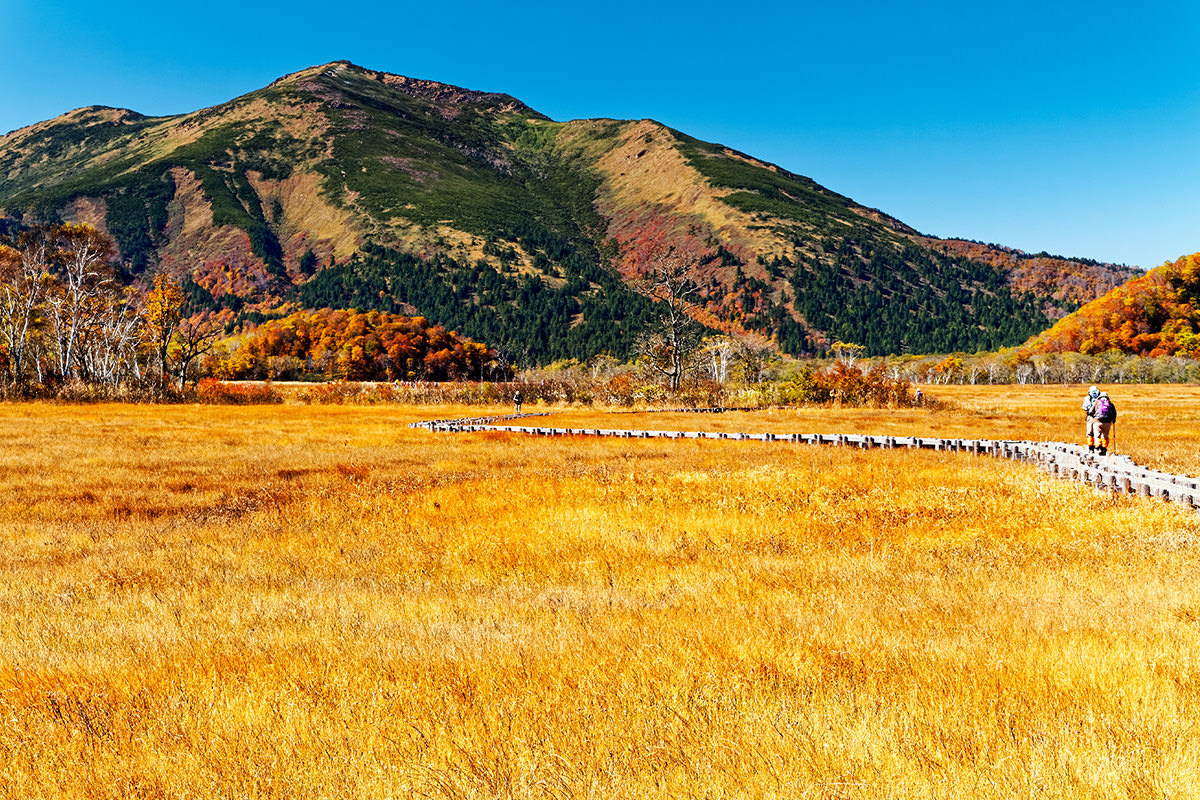 Autumn Leaves at Oze National Park