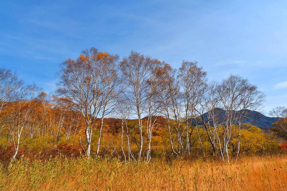 Autumn Leaves at Oze National Park