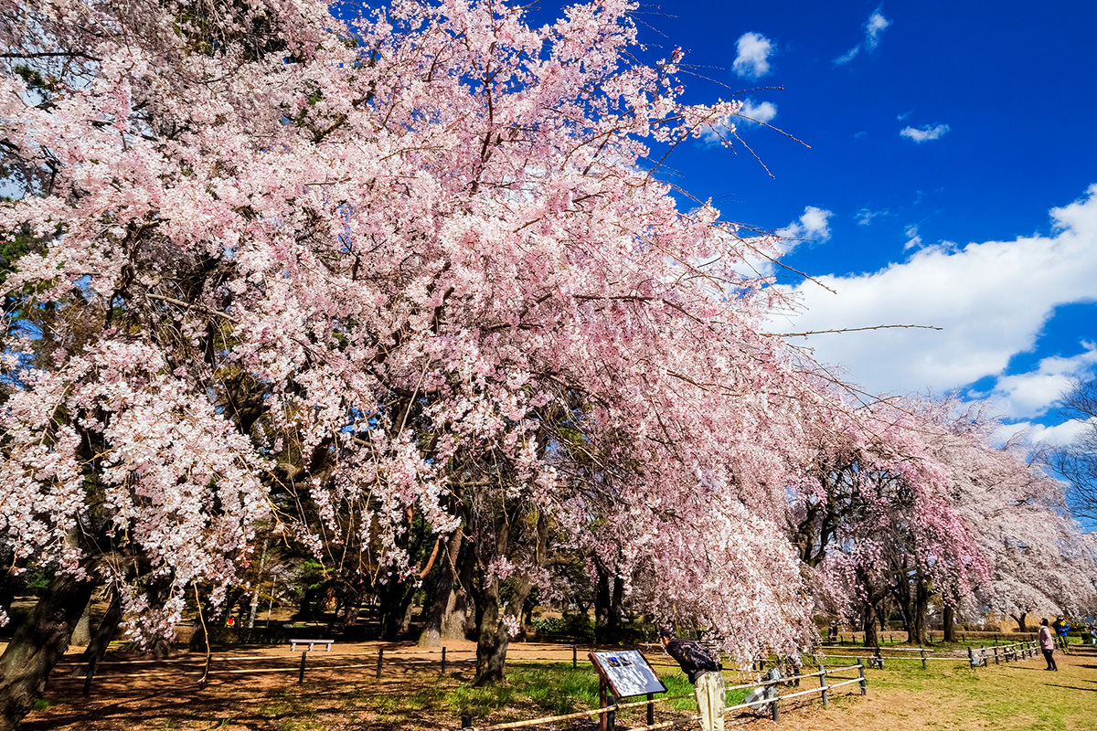 Cherry Blossoms at Shikishima Park