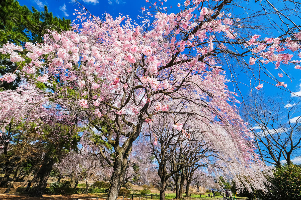 Cherry Blossoms at Shikishima Park