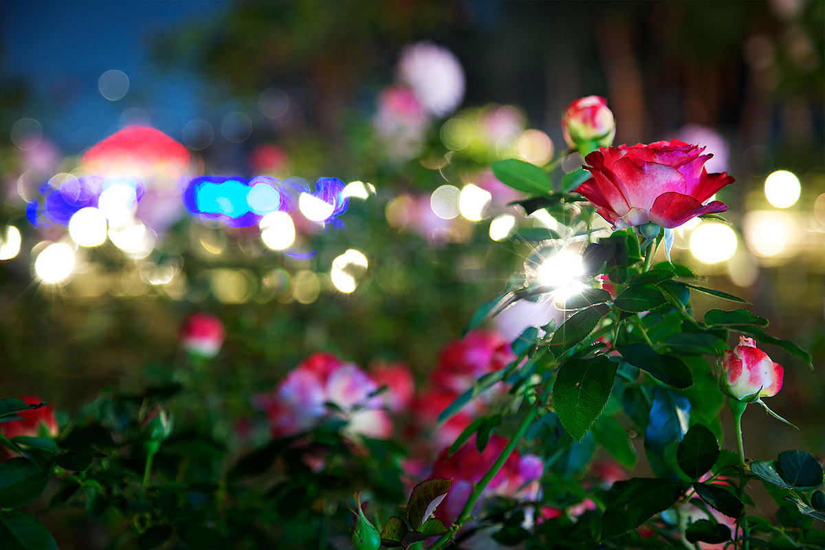 Shikishima Park Kadokura Techno Rose Garden Autumn Rose Festival