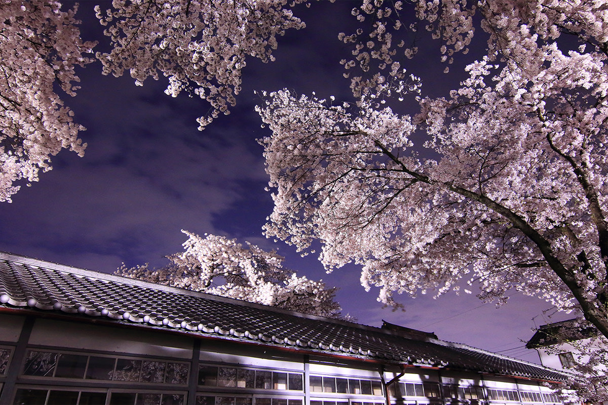 Tomioka Silk Mill Cherry Blossom Illumination