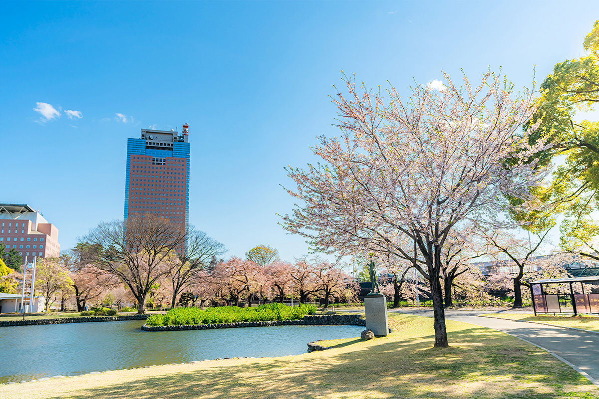 樂步堂前橋公園的櫻花