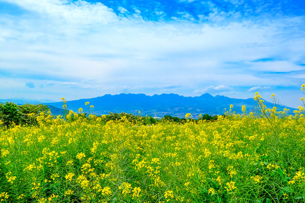 Rape Blossom Festival at Hanadaka Flower-Viewing Hill