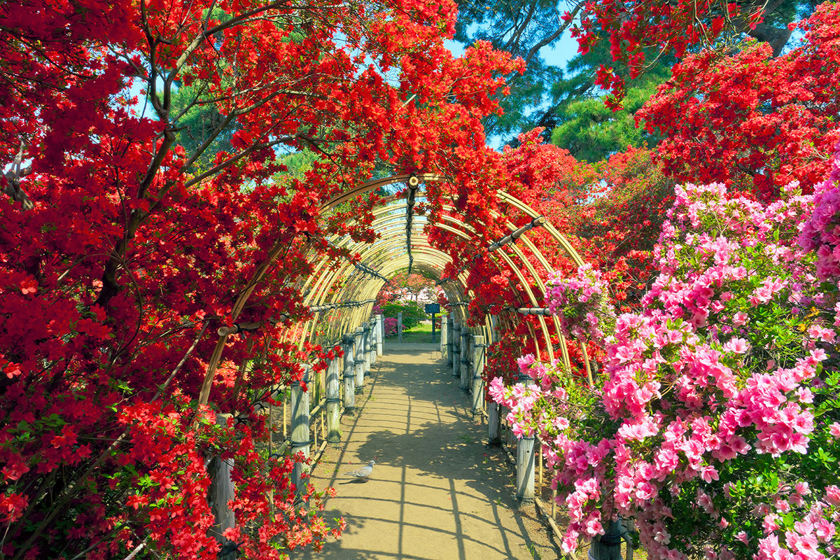Azalea Festival at Tsutsujigaoka Park