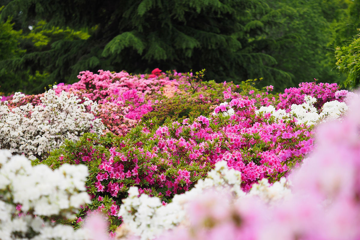 Azalea Festival at Tsutsujigaoka Park
