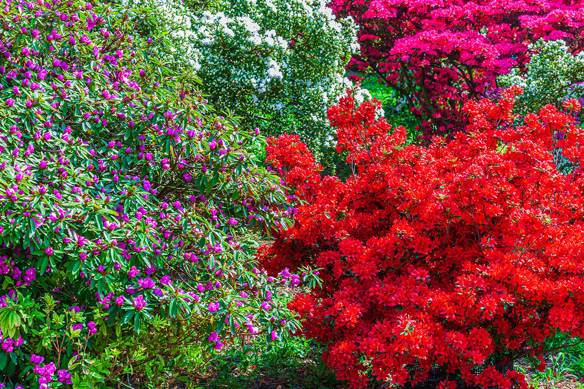 Azalea Festival at Tsutsujigaoka Park