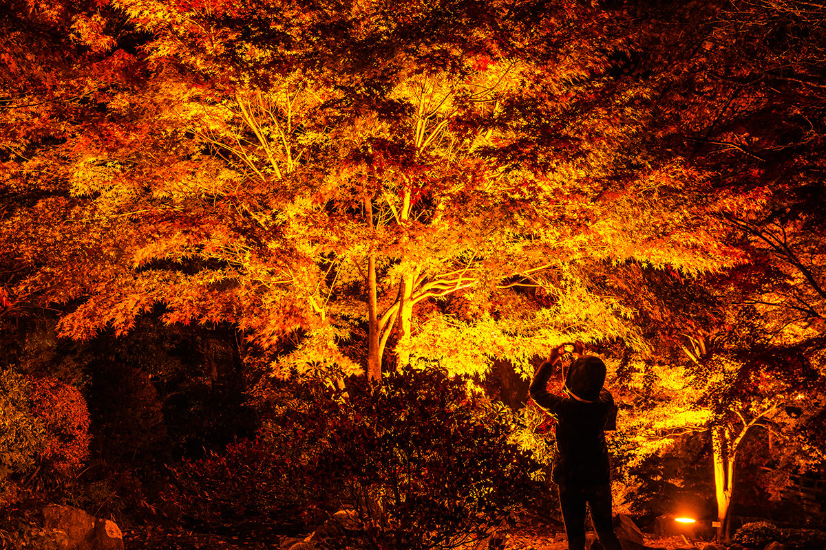 Sakurayama Park Autumn Leaves Illumination