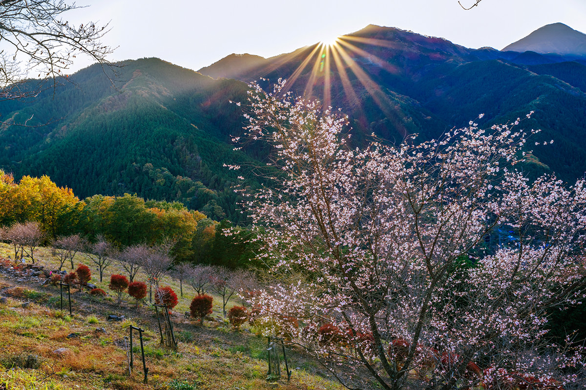 Sakurayama Park Winter Cherry Blossoms