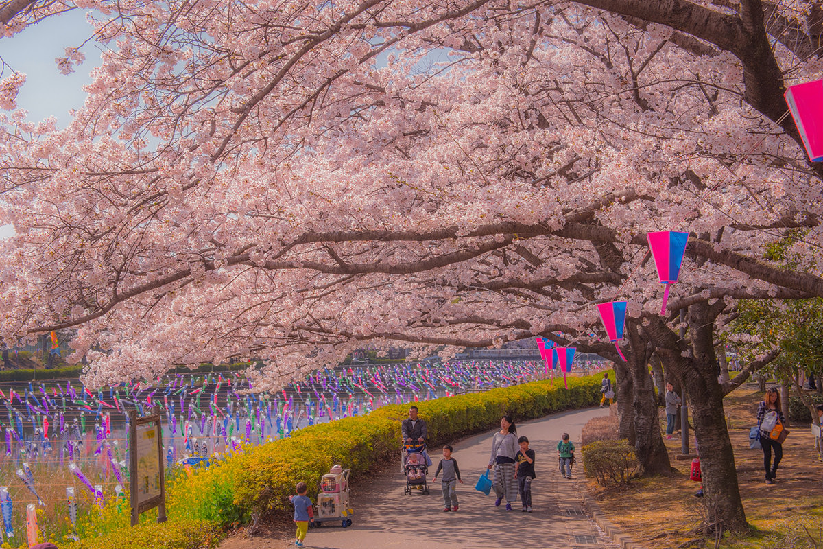 Tatebayashi Cherry Blossom Festival