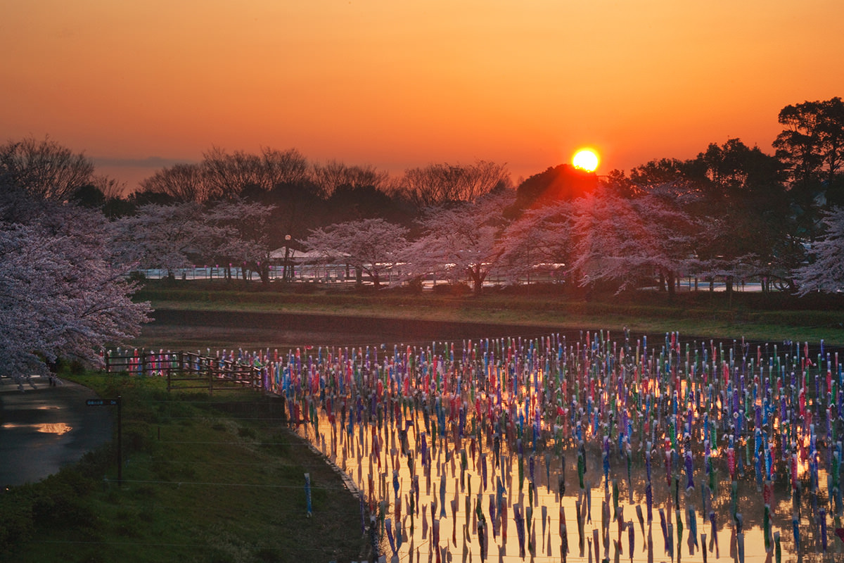 Tatebayashi Cherry Blossom Festival