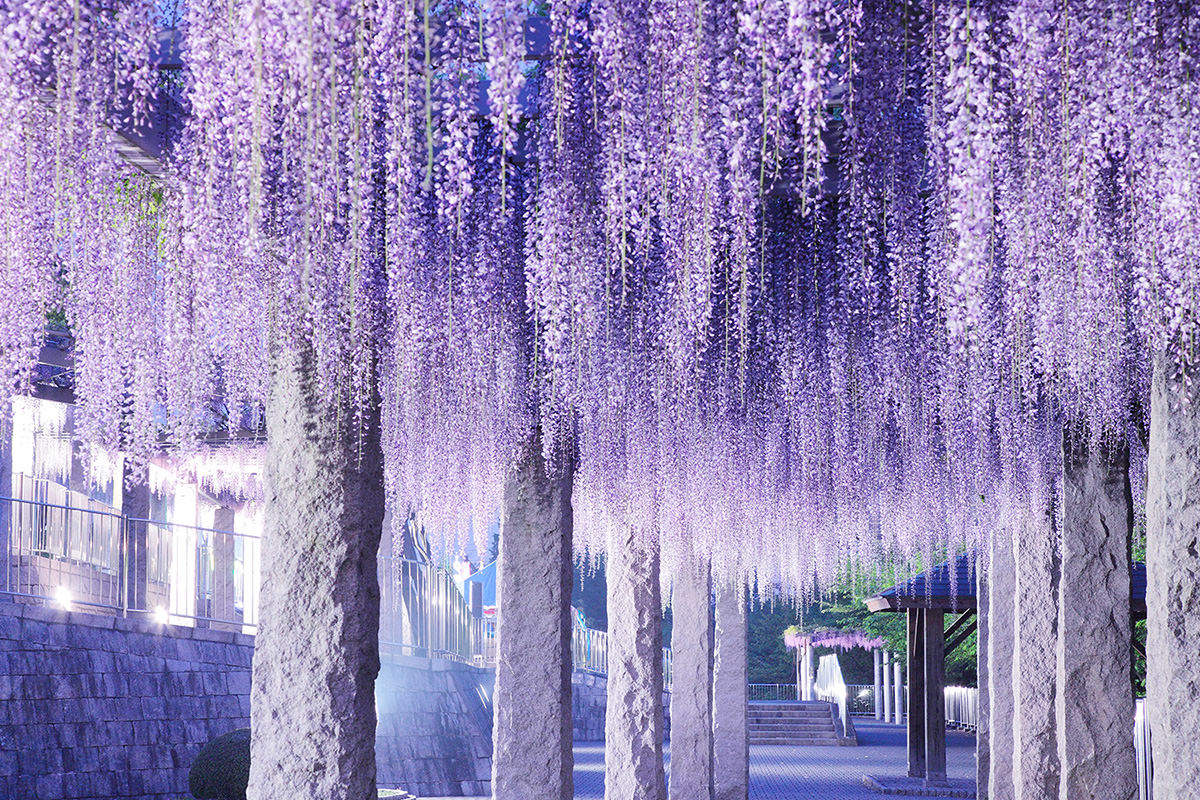 Fujioka Wisteria Festival